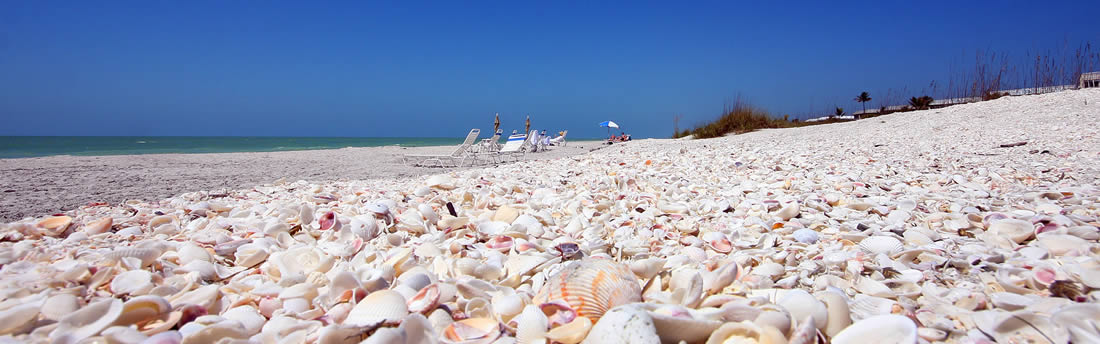 Seashells on a beach